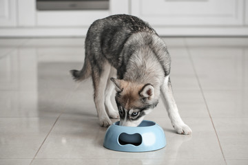 Funny husky puppy eating from bowl in kitchen