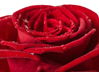 red rose bud close-up