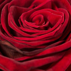 red rose texture, petals closeup