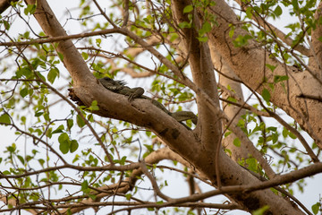 Ein Grüner Leguan liegt oben im Baum auf einem Stamm in der Seitenansicht