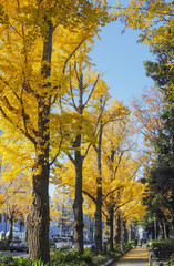 Naklejka premium 横浜山下公園通りの黄葉したイチョウ並木