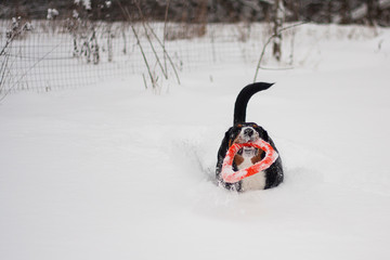 Mountain dog playing outside in snow