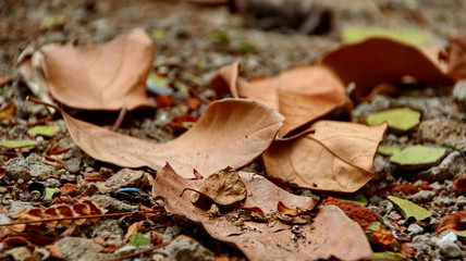 autumn, background, beautiful, bokeh, bright, bright picture, brown, closeup, color, colorful, day, defocused, dirt, drought, dry, earth, environment, fall, flora, foliage, forest, garden, golden, gro