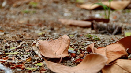 autumn, background, beautiful, bokeh, bright, bright picture, brown, closeup, color, colorful, day, defocused, dirt, drought, dry, earth, environment, fall, flora, foliage, forest, garden, golden, gro