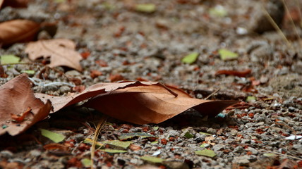 autumn, background, beautiful, bokeh, bright, bright picture, brown, closeup, color, colorful, day, defocused, dirt, drought, dry, earth, environment, fall, flora, foliage, forest, garden, golden, gro