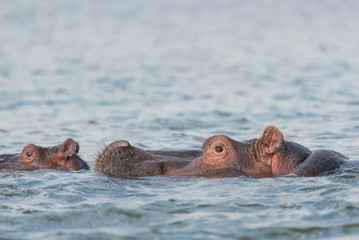 Hippopotamus going for a swim in a lake