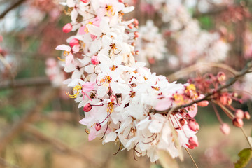Cassia bakeriana Craib,