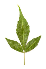 green leaf on a white background
