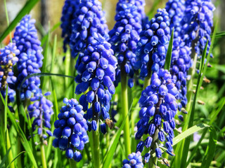 closeup of blue grape hyacinths in the garden