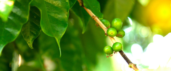 Close up fresh organic red raw and ripe coffee cherry beans on tree plantation