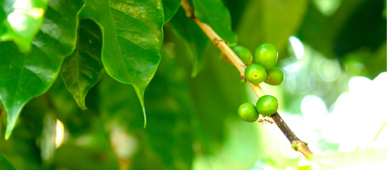 Close up fresh organic red raw and ripe coffee cherry beans on tree plantation