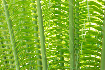 Obraz na płótnie Canvas Green Leaf Texture background with sunlight behind
