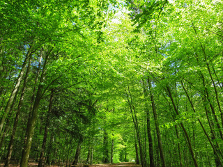 Obraz premium trees in the forest in spring