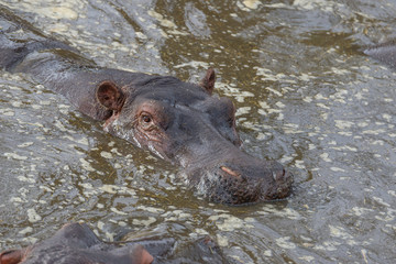 hippopotamus floating in the water