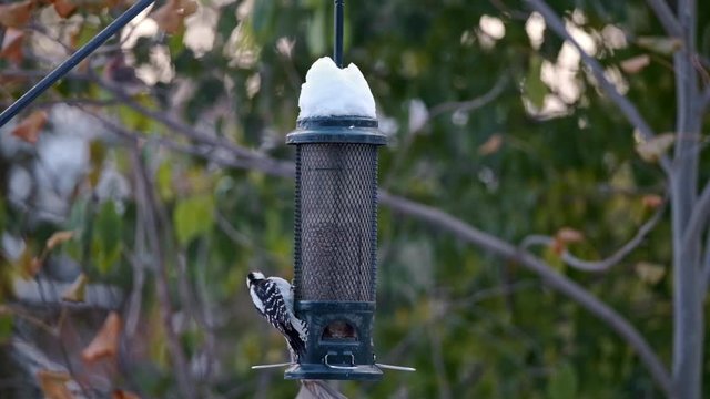 Mean Woodpecker kicks Hungry Finch off Snowy Bird Feeder, Slow Motion. Small Songbird Denied Access to Food as Dominant Male claims territory. Fixed Soft Focus Close Up at Dawn, Green Winter Garden