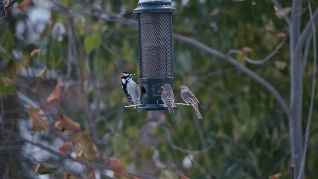 Woodpecker shares Bird Feeder with Hungry Finch Flock in Green Garden. House Finches Hurry to Eat Seeds after first Snow of Winter signals Changing Season in Green Garden, Soft Focus Tilt Up Close Up