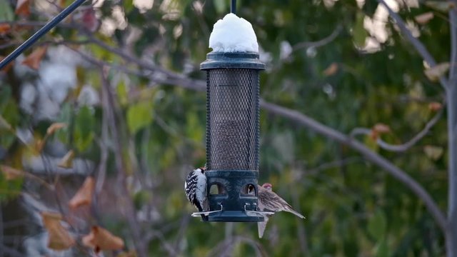 Hungry Woodpecker Reluctant to Share Bird Feeder, Slow Motion Sunset. Birds eat Seed Food for Cold Season in Green Forest Garden lit by Beautiful Golden Light