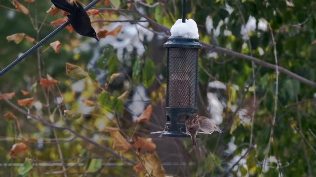 Angry Black Bird Scares Sparrows away from Snowy Feeder in Slow Motion. Hungry Great-Tailed Grackle Chases songbirds off Food and Eats a Seed with its Beak in Green Winter Garden while Snow Falls