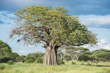 Schilderijen op glas baobab tree of life in Africa © Rees Photography