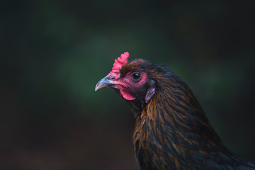 Beautiful Olive Egger hen. Green Egg Layer