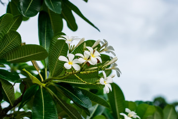 Fototapeta premium Beautiful plumeria flowers
