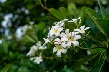 Beautiful plumeria flowers