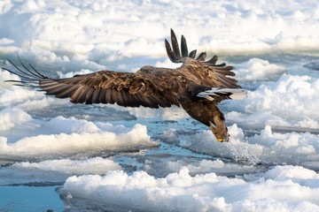 Sea Eagles at Rausu Hokkaido Japan