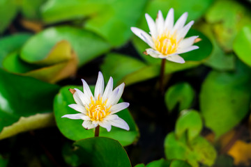 Lotus flower in the basin