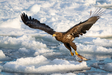 Sea Eagles at Rausu Hokkaido Japan