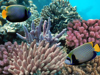 Red Sea coral reef with hard coral and Emperor Angelfish