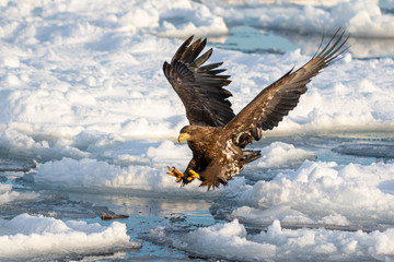 Sea Eagles at Rausu Hokkaido Japan