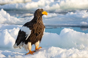 Sea Eagles at Rausu Hokkaido Japan