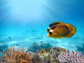 Red sea coral reef with hard corals and Raccoon butterflyfish