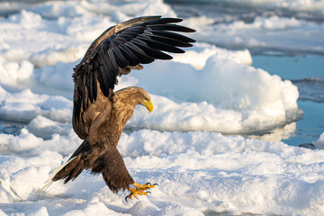 Sea Eagles at Rausu Hokkaido Japan
