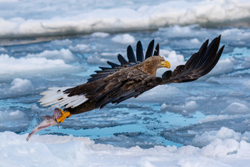 Sea Eagles at Rausu Hokkaido Japan