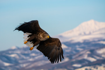 Fototapeta na wymiar Sea Eagles at Rausu Hokkaido Japan
