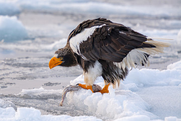 Sea Eagles at Rausu Hokkaido Japan