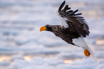 Sea Eagles at Rausu Hokkaido Japan