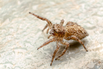 Spiders jump, lift arms, chasing enemies.
