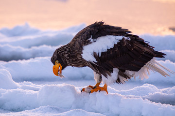 Obraz premium Sea Eagles at Rausu Hokkaido Japan
