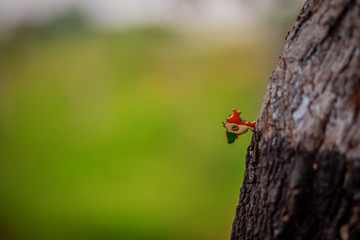 indian flag in a tree