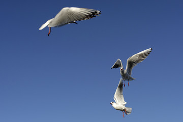 Mouettes en vol