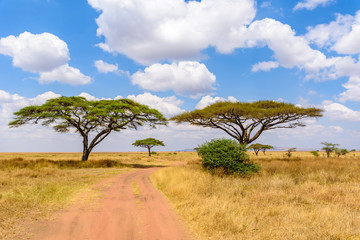 Fototapeta na wymiar Game drive on dirt road with Safari car in Serengeti National Park in beautiful landscape scenery, Tanzania, Africa