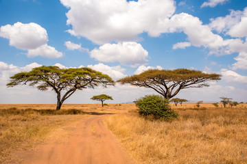 Game drive on dirt road with Safari car in Serengeti National Park in beautiful landscape scenery, Tanzania, Africa - Powered by Adobe