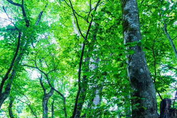 In the forest of Oirase stream