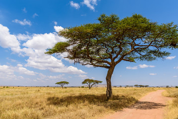 Fototapeta premium Game drive on dirt road with Safari car in Serengeti National Park in beautiful landscape scenery, Tanzania, Africa