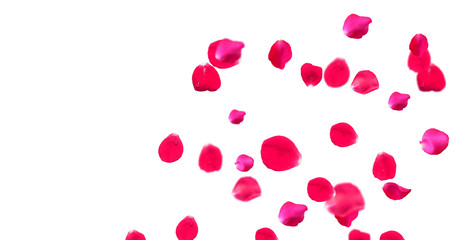 Rose Petals with White Background
