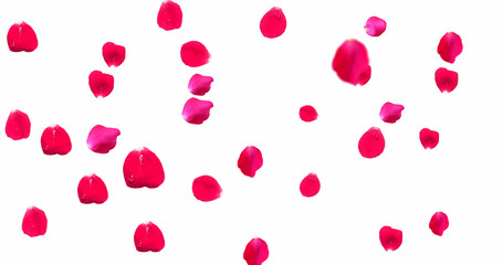 Rose Petals with White Background