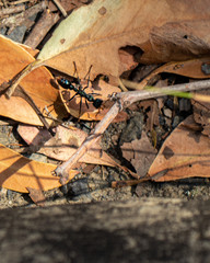 Big black ant from Australia. Black Ants can cause damage Workers are dark brown-black and reach 3-5mm in length. The queens are mid brown and much larger, they can reach 15mm long.