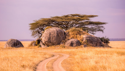Game drive on dirt road with Safari car in Serengeti National Park in beautiful landscape scenery, Tanzania, Africa - obrazy, fototapety, plakaty